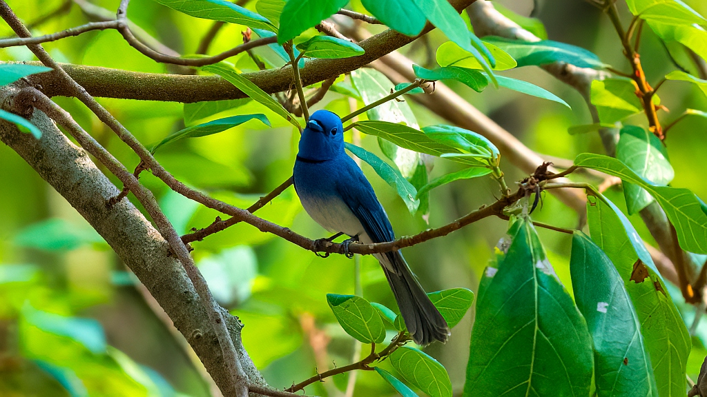 Black-naped Monarch